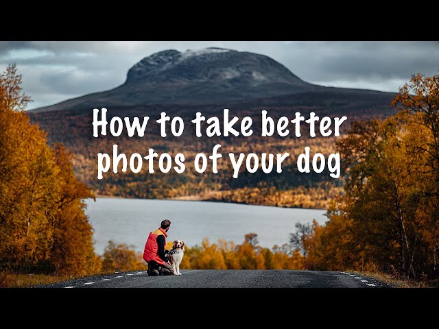 SIX HACKS to take BETTER PHOTOS of your dog | Tutorial | Pet photography |