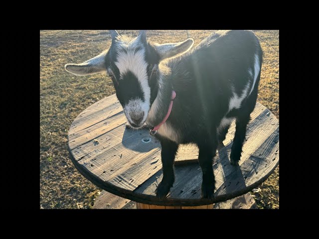 Betsy the baby goat