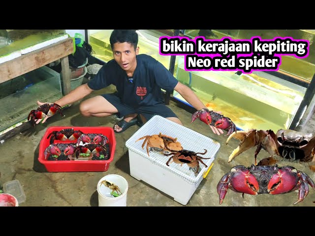 BIKIN KERAJAAN KEPITING CAPIT MERAH