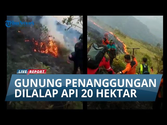 DIDUGA API DITINGGAL SEMBARANGAN, 20 Hektar Gunung Penanggungan Terbakar