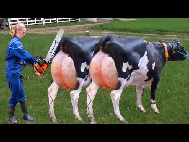 Farm DIY #WithMe Pretty Girl Chainsaw Tree Handling Cow Milking Cure Cows Feeding Farming