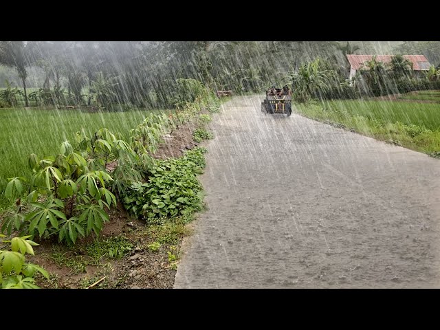 Natural Heavy Rain in a Cool and Beautiful Village | Let the Sound of Rain Lull You to Sleep