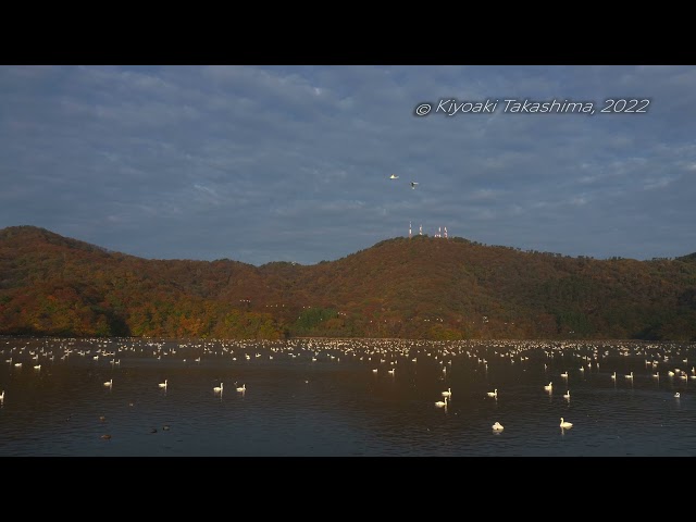 【HLG_4K60P】大山下池　朝のハクチョウ【Panasonic GH5】