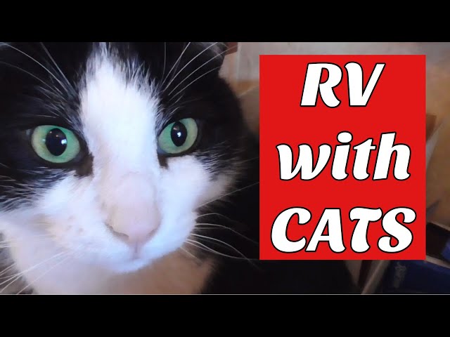 RV Full Timers Interview. RVing with Cats.