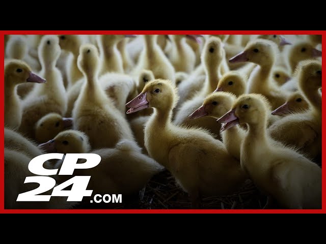 Feds purchase 500K doses of bird flu vaccine as a proactive measure