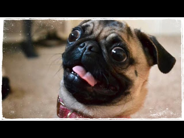 They're So Cute | Funny Dog Videos | Part 2 | #dogs #funnydogs #cutedog