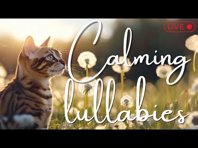 Peaceful Cat Music | 24/7 Relaxation for Cats | Sleepy Cat Songs 🎼❤️