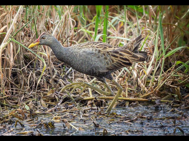 Watercock taking a quick bath