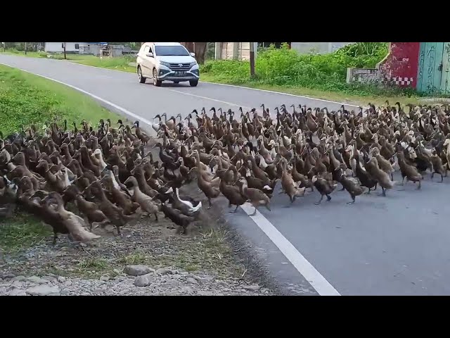 saksikan bebek tentara terbaru//torue Sulawesi tengah