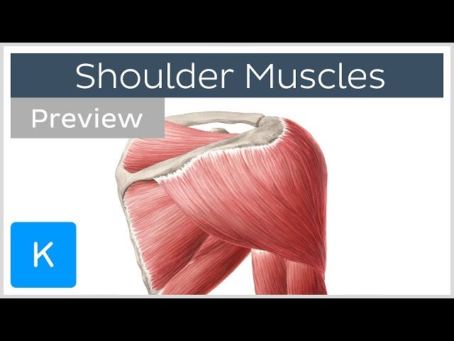 Muscles of the shoulder: origins, insertions and functions (preview) - Human Anatomy | Kenhub