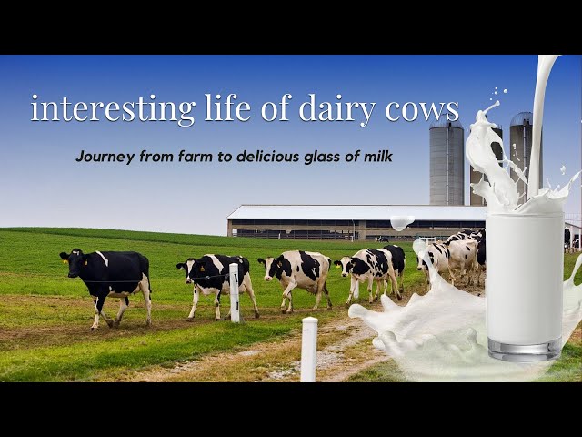 Explore the fascinating life of dairy cows, the journey from farm pasture to glass of milk