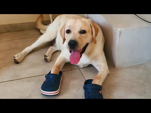 FUNNIEST DOGS will make you laugh to tears 🤣🐶 Funny dogs videos