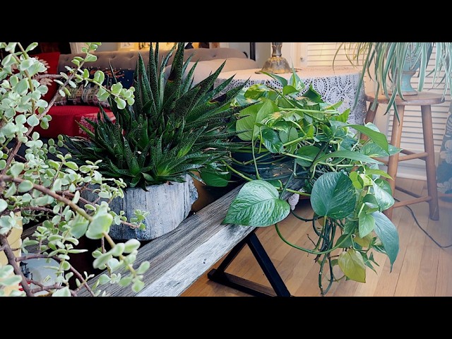 House Plants TOUR in Olga Carmody's home