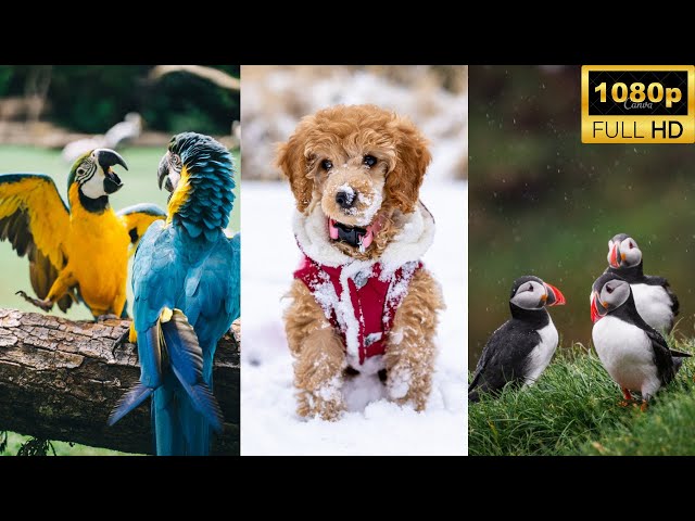 This is the Best YouTube Pets and Animals Video Ever #animals#youtubepets&animals#2022bestvideos