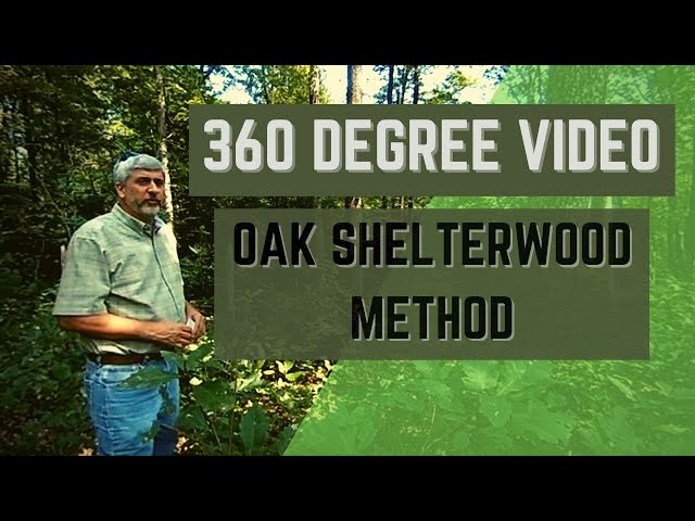 Oak Shelterwood Method: 360 Degree Video