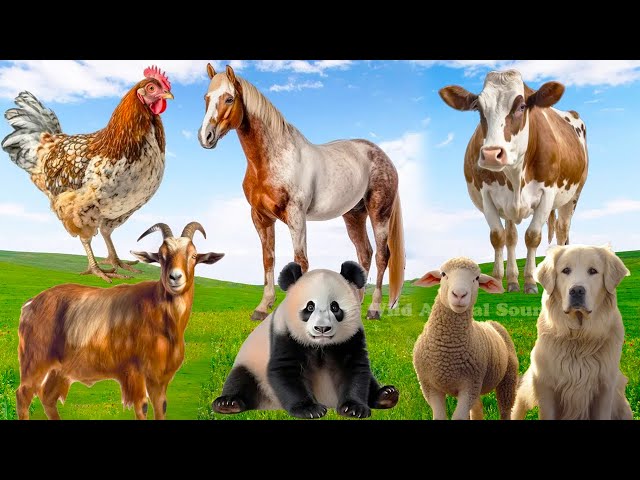 Happy Animal Moments, Familiar Animal Sounds: Horse, Cow, Sheep, Goat, Boar, Rooster - World Animals