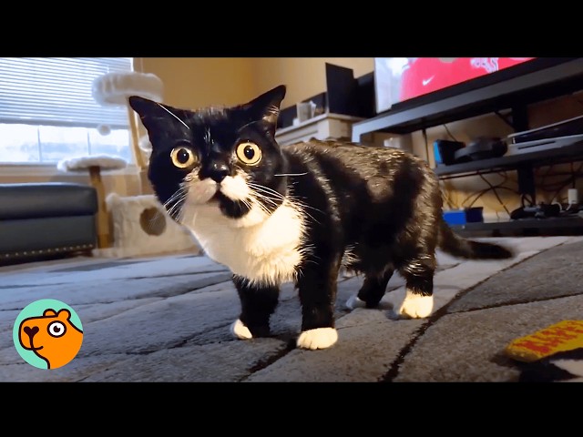 Tiny Dwarf Cat Comes With A Lot Of Sass, Owners Never Expected It | Cuddle Buddies