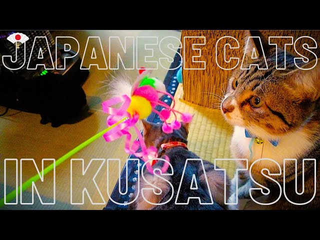 【Vlog: Gunma 】Kusatsu Onsen | Relaxing time with the cats at Nakamuraya Ryokan