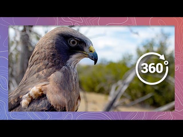 European Buzzard Education with Nature's Educators | Wildlife in 360 VR