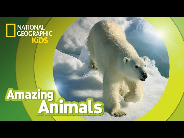 Polar Bear | Amazing Animals