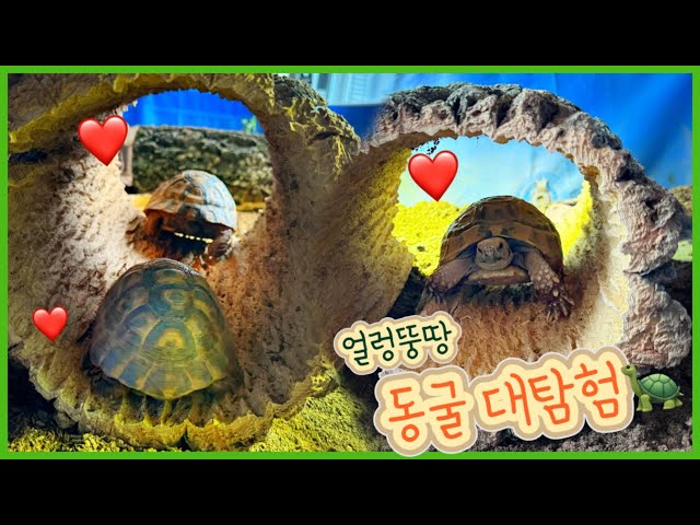 안보면 후회할 동굴있는 거북이집 / 굴피 파충류 은신처 / 자연같은 육지거북 오픈 사육장 만들기