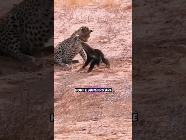 The Fearless Battle: Leopard vs. Honey Badger