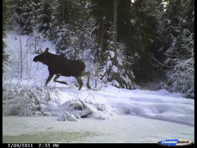 Norwegian animals caught on camera.mpg