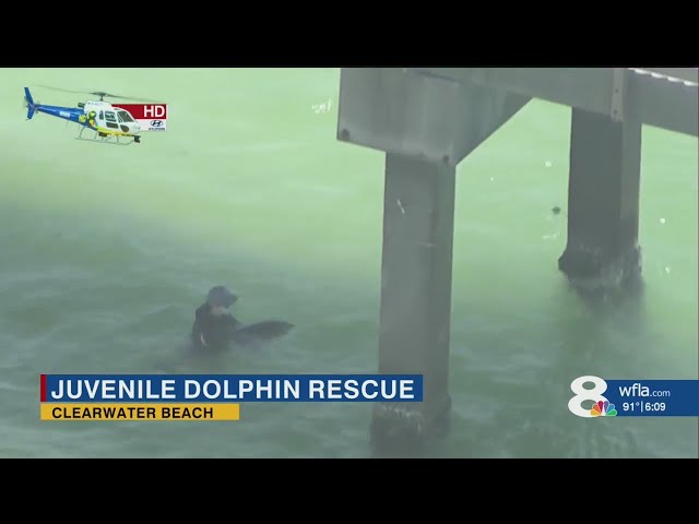 Young Dolphin rescued from Clearwater Beach Pier 60