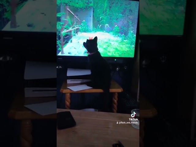 cute cat tries to touch the cat in STRAY PS5 (adorable)