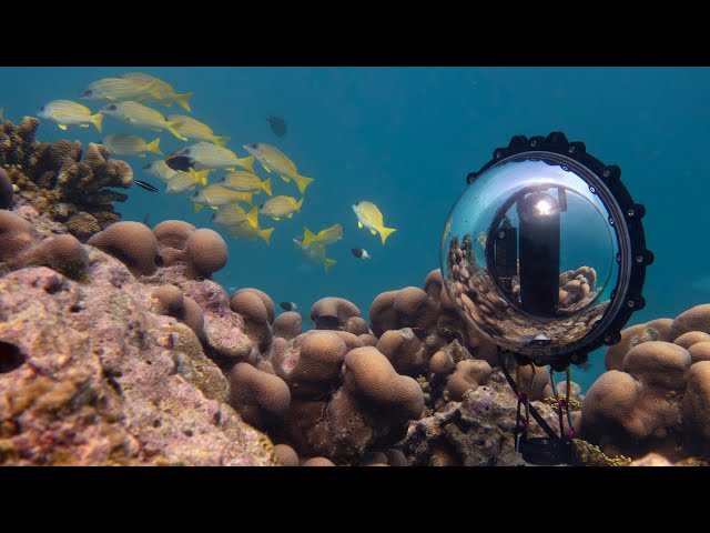 Kandao Qoocam Enterprise Live Stream 4K Underwater