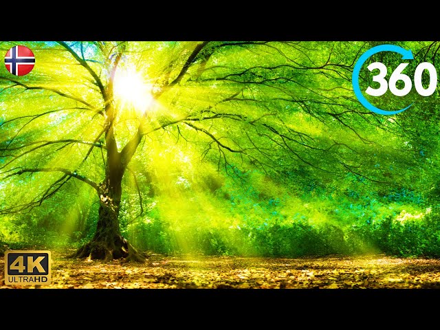 360° VR - No Copyright Morning Meditation Music - Walking In Forest ( 4K Norwegian Nature )