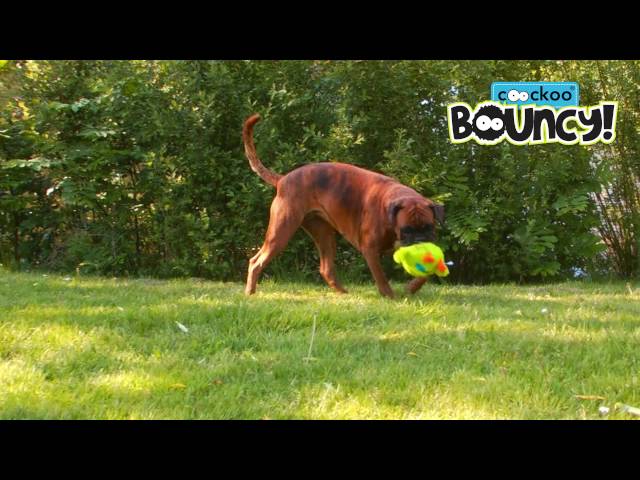 Coockoo Bouncy - interactive dog toy - (Official dog toy product video - EN)