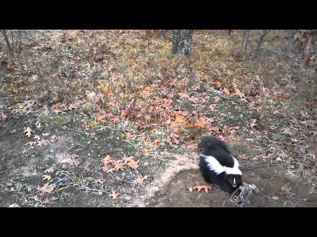 skunk dispatch