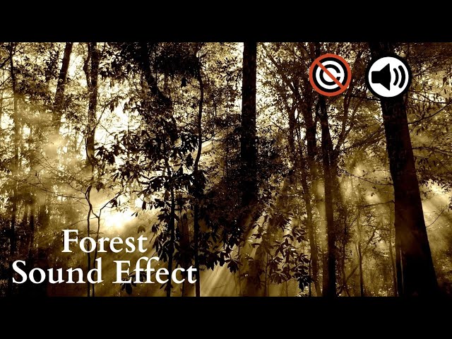 Forest Sound Effect - Forest Sound