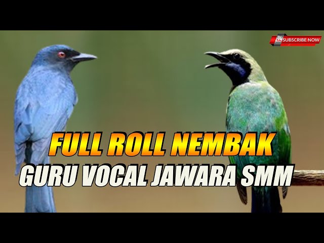 MASTERAN VIRAL FULL ROLL TEMBAK GURU VOCAL JAWARA SMM