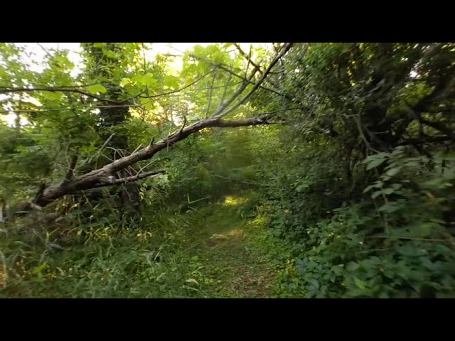 VR of walking through the overgrown woods. Don't poke your eye out