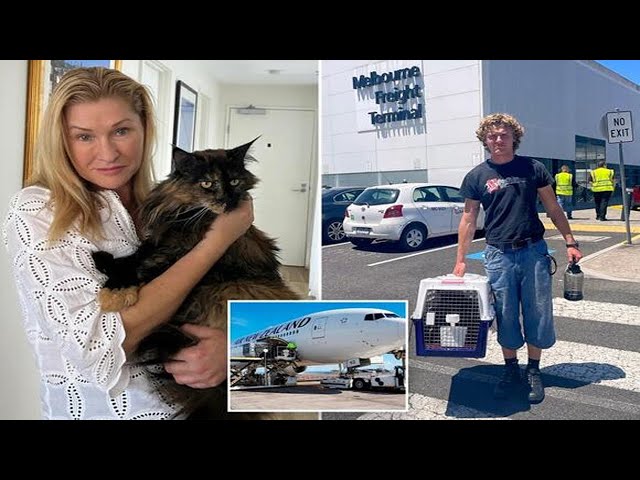 Mittens the cat becomes accidental frequent flyer after getting mistakenly left on plane