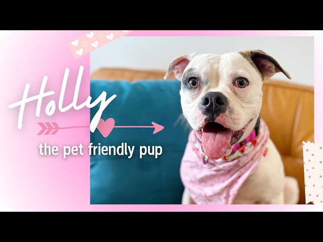 Holly is looking for her forever