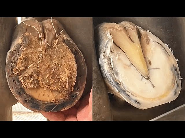 Satisfying-Horse Hoof RESTORATION-Crazy Hoof Trimming