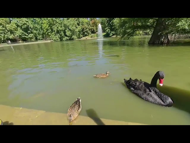 Turtles, huge fish, ducks up close in public Park of Madrid part 3