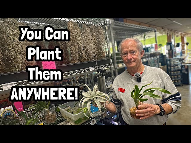 How to Grow Plants WITHOUT Soil! - Air Plants, Bromeliads, & Spanish Moss!