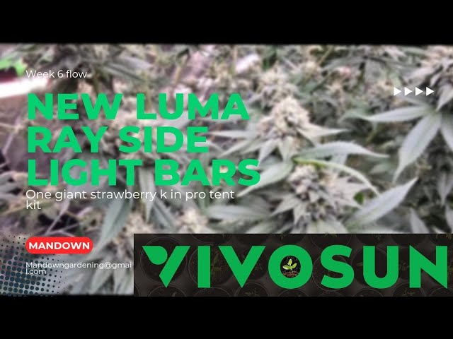 New Luma Ray side light bars @VIVOSUN