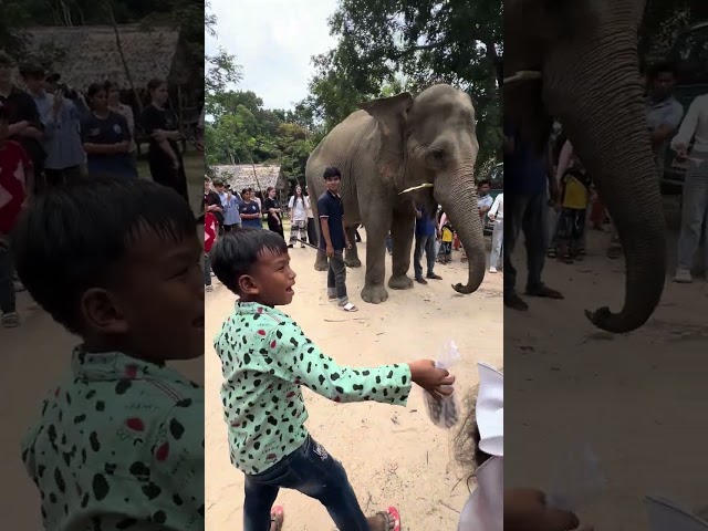 Smart elephant at Phnom tamao zoo