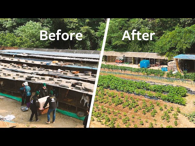 Before and After: Dog meat farm transformed into a vegetable farm