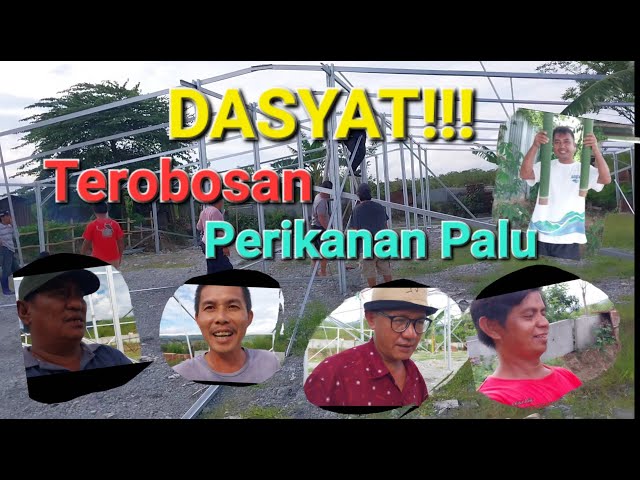 Ikan Nila Punya Prospek Yang Baik Di Palu || Pembangunan Penampung Ikan Nila di Loru Sigi