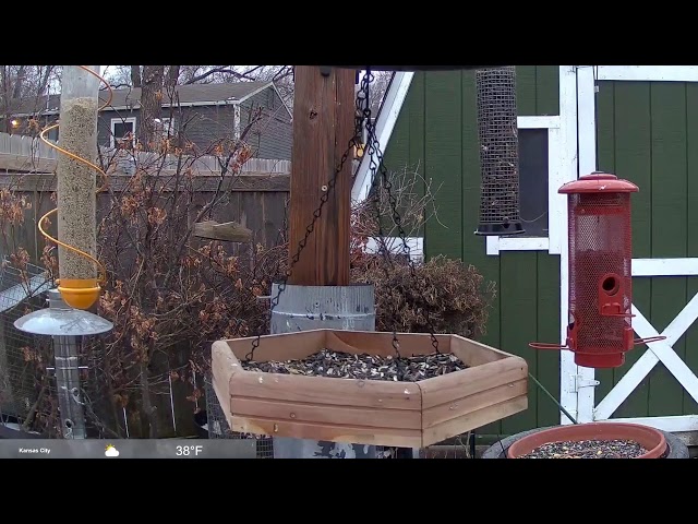 Live Bird Feeder Cam Northeast Kansas!