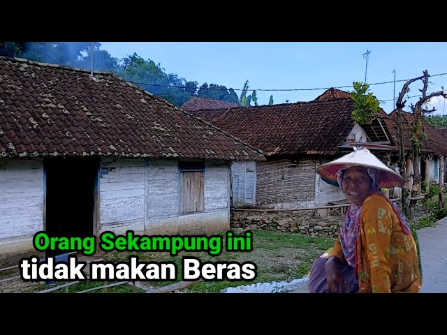 Dusun Kampung tidak makan beras Pedesaan Bojonegoro sisi selatan sebelah hutan jarang menanam padi.