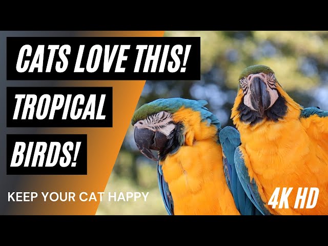 Videos for Cats to Watch ⭐ 4K 😺  ❤️  Tropical Birds 🌳 ⭐