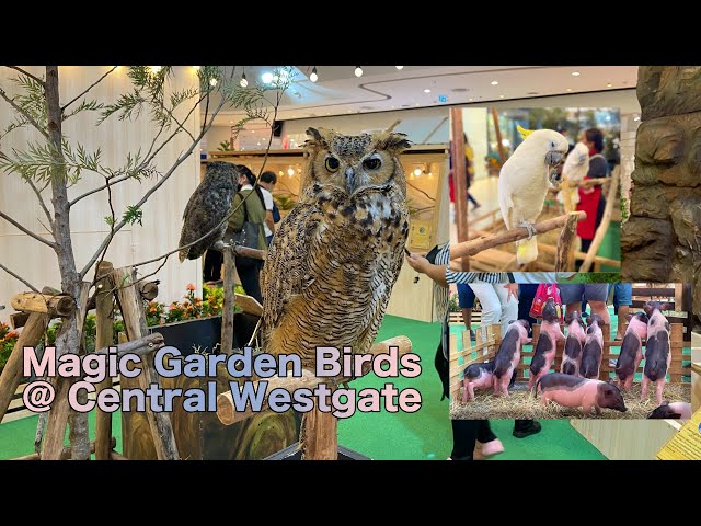 Magic Garden Birds at Central Westgate - ปิดเทอมพาเด็กเที่ยวสวนนกในห้าง [4K HDR]