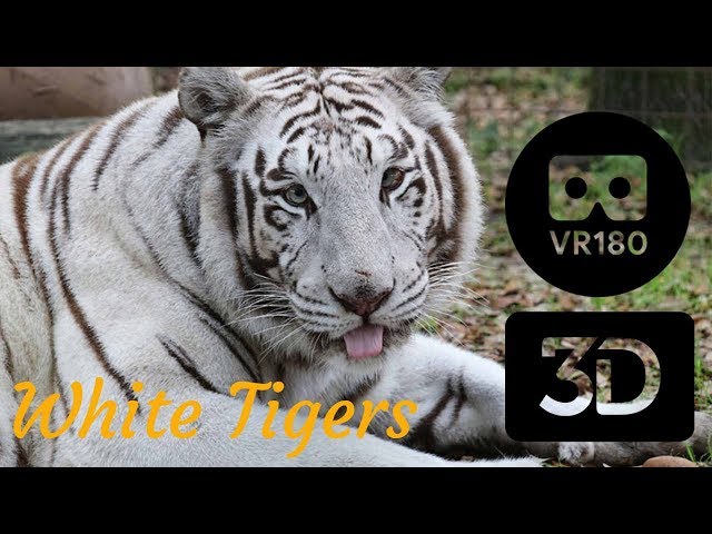 White Tigers - The Truth In 3D